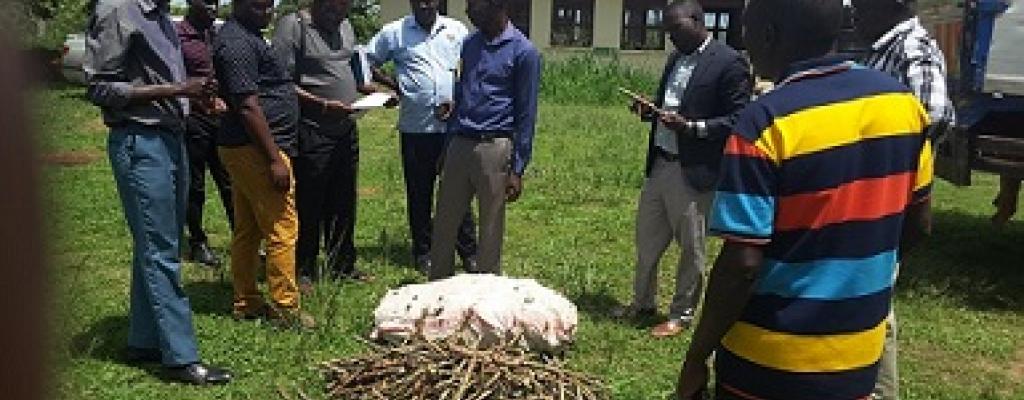Amuru district officials inspecting Cassava stems supplied to the district under Operation Welath Creation